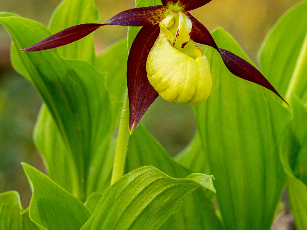 Kaunis kuldking (Cypripedium calceolus)