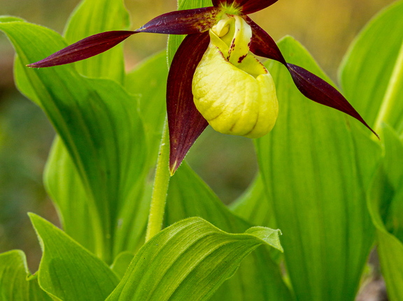 Kaunis kuldking (Cypripedium calceolus)