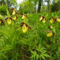 Kaunis kuldking (Cypripedium calceolus)