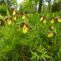 Kaunis kuldking (Cypripedium calceolus)