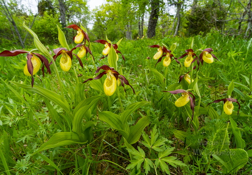 Kaunis kuldking (Cypripedium calceolus)