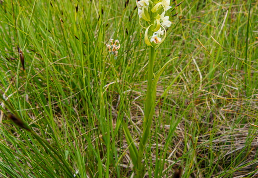Kollakas sõrmkäpp (Dactylorhiza incarnata subsp. ochroleuca)