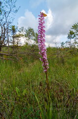 Harilik käoraamat (Gymnadenia conopsea)