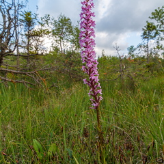 Harilik käoraamat (Gymnadenia conopsea)