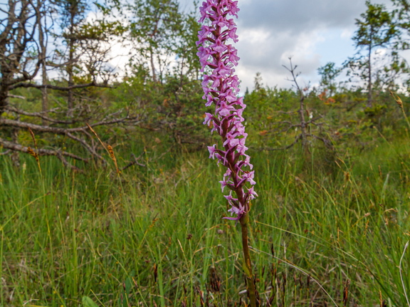 Harilik käoraamat (Gymnadenia conopsea)