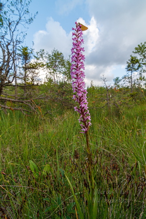 Harilik käoraamat (Gymnadenia conopsea)