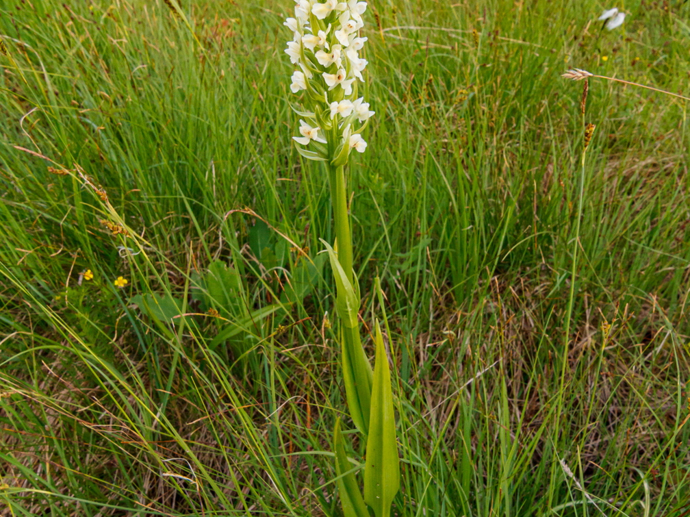 Kollakas sõrmkäpp (Dactylorhiza incarnata subsp. ochroleuca)