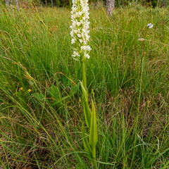 Kollakas sõrmkäpp (Dactylorhiza incarnata subsp. ochroleuca)