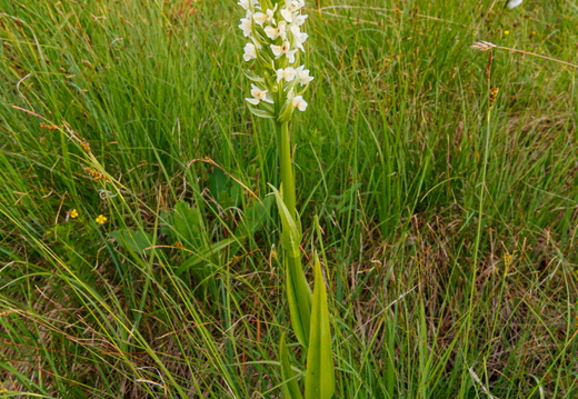 Kollakas sõrmkäpp (Dactylorhiza incarnata subsp. ochroleuca)
