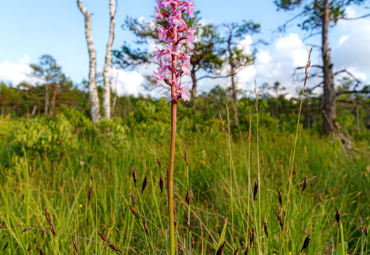 Harilik käoraamat (Gymnadenia conopsea)