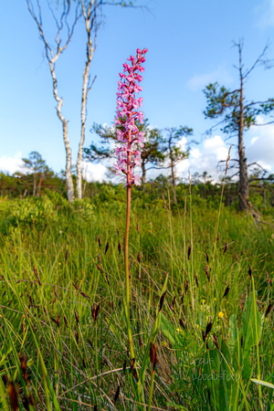 Harilik käoraamat (Gymnadenia conopsea)