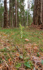 Roomav öövilge (Goodyera repens)