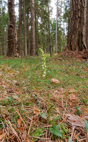 Roomav öövilge (Goodyera repens)