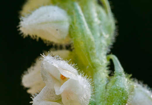 Roomav öövilge (Goodyera repens)