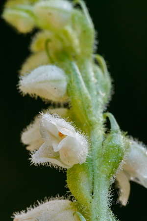 Roomav öövilge (Goodyera repens)