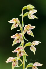 Soo-neiuvaip (Epipactis palustris)