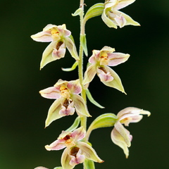 Soo-neiuvaip (Epipactis palustris)