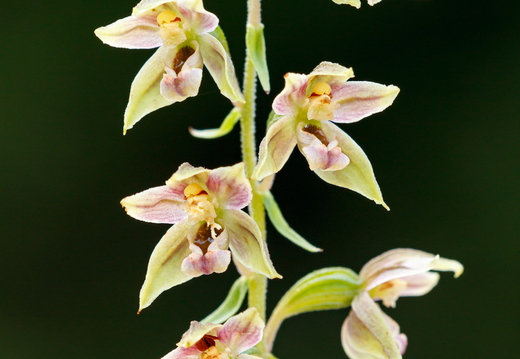Soo-neiuvaip (Epipactis palustris)