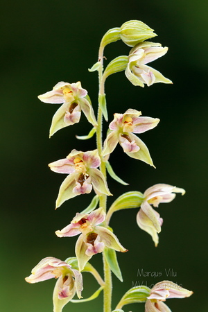 Soo-neiuvaip (Epipactis palustris)