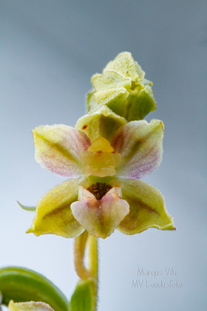 Soo-neiuvaip (Epipactis palustris)