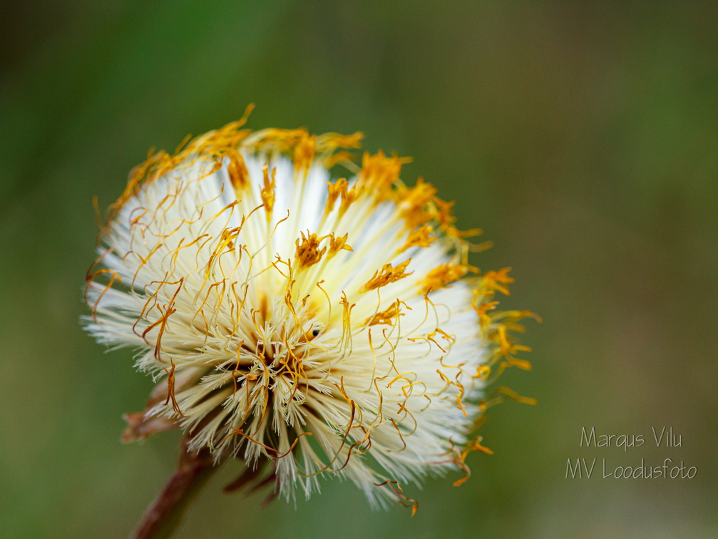 TUSSILAGO FARFARA ehk paiseleht. Seemend