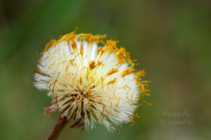 TUSSILAGO FARFARA ehk paiseleht. Seemend