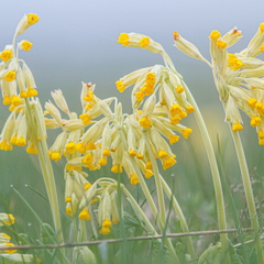 Nurmenukk ehk kanavarvas