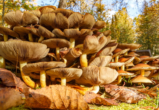 Korralik hunnik seeni