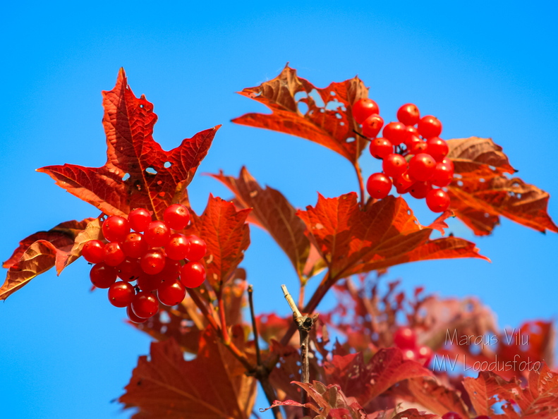 Lodjapuu on sügisel ilus punane